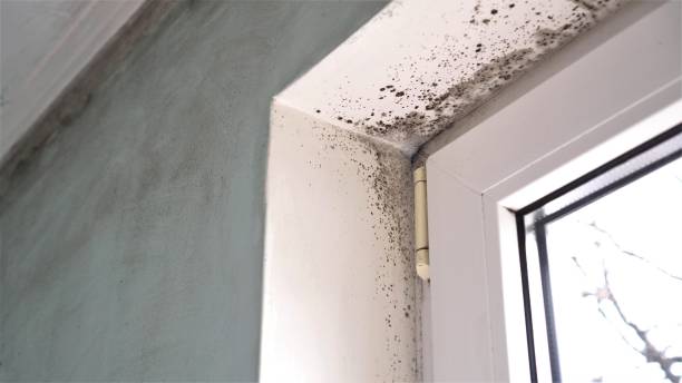 Best Kitchen Mold Remediation in Ledgewood, NJ