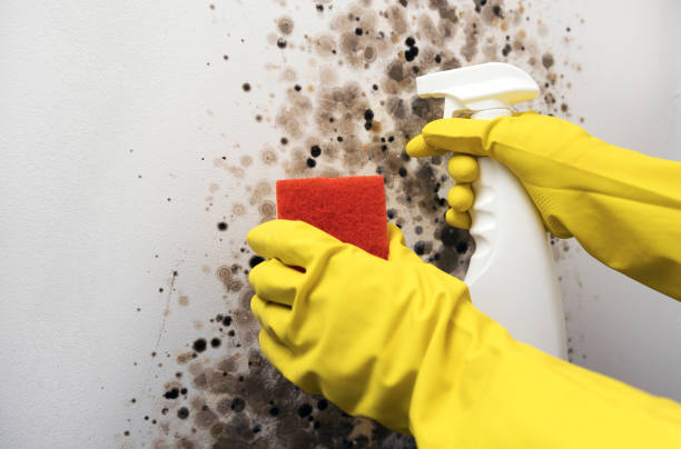 Best Commercial Mold Remediation in Ledgewood, NJ
