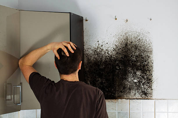 Best Insurance-Related Mold Remediation in Ledgewood, NJ