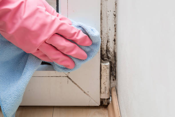 Best Basement Mold Remediation in Ledgewood, NJ
