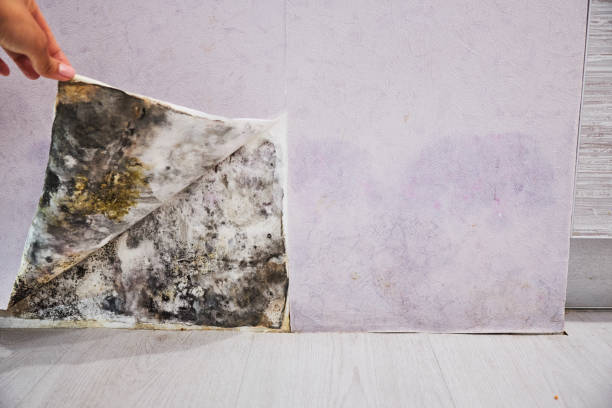 Best Basement Mold Remediation in Ledgewood, NJ